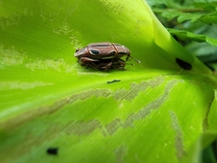 Sphenocorynes kosempoensis