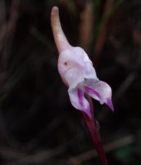 Disperis woodii
