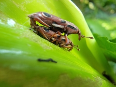 Sphenocorynes kosempoensis