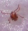 Disperis woodii
