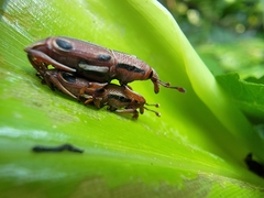 Sphenocorynes kosempoensis