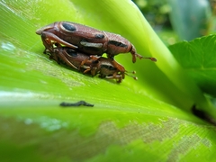 Sphenocorynes kosempoensis