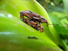 Sphenocorynes kosempoensis