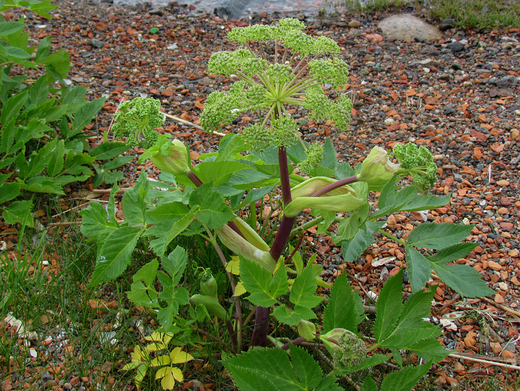 Angelica archangelica ssp. litoralis