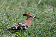 Upupa epops africana