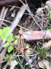Caladenia plicata