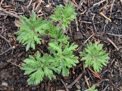 Geranium potentillifolium