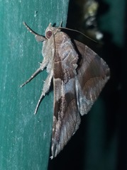 Bastilla fulvotaenia