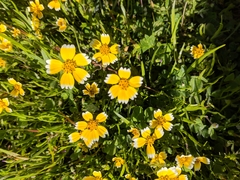 Layia chrysanthemoides