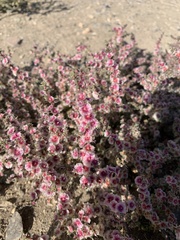 Salsoleae