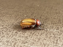 Scarabaeidae
