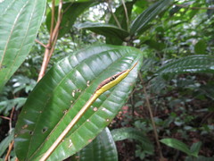 Oxybelis rutherfordi