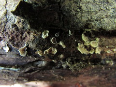 Clitopilus hobsonii