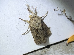 Agrotis gladiaria