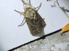 Agrotis gladiaria