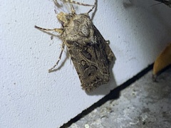 Agrotis gladiaria