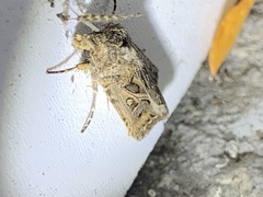 Agrotis gladiaria
