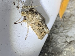 Agrotis gladiaria
