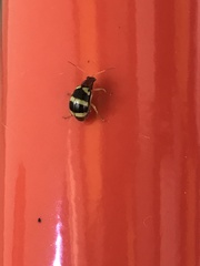 Gynandrobrotica
