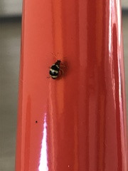 Gynandrobrotica