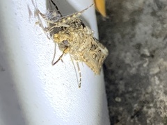 Agrotis gladiaria