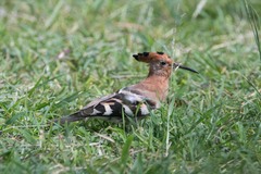 Upupa epops africana