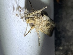 Agrotis gladiaria