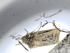 Agrotis gladiaria