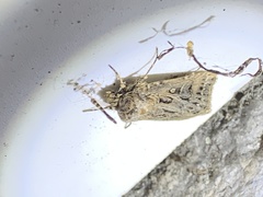Agrotis gladiaria