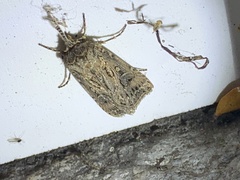 Agrotis gladiaria