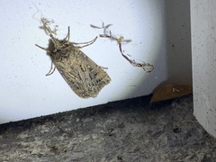 Agrotis gladiaria