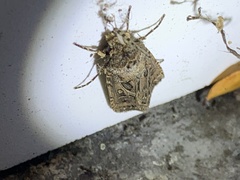 Agrotis gladiaria