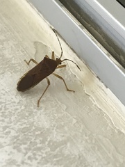 Coreinae