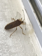 Coreinae