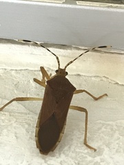 Coreinae