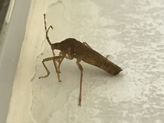 Coreinae