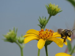Megachile parallela