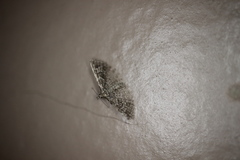 Alucita montana