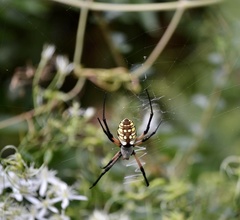 Argiope aurantia