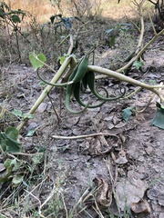 Proboscidea althaeifolia