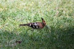 Upupa epops africana