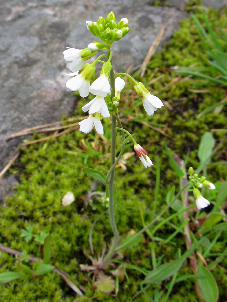Arabidopsis suecica