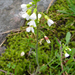 Arabidopsis suecica - Photo (c) Kari Pihlaviita, some rights reserved (CC BY-NC)