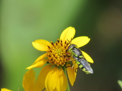 Hedriodiscus truquii