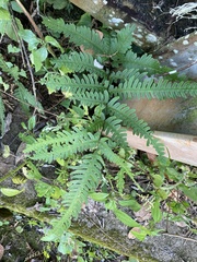 Pteris arisanensis