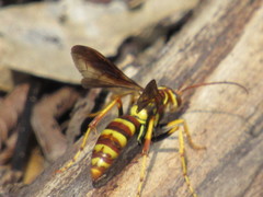 Poecilopompilus interruptus interruptus