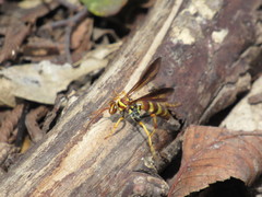 Poecilopompilus interruptus interruptus