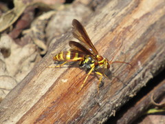 Poecilopompilus interruptus interruptus