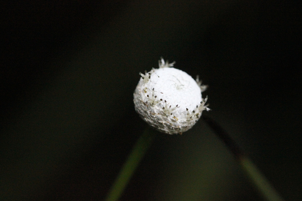 Eriocaulon australe (Eriocaulon australe)