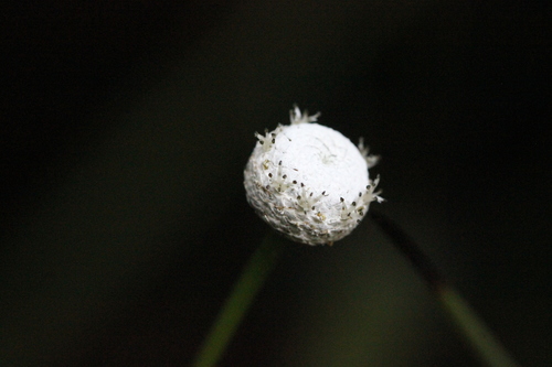 Eriocaulon australe (Eriocaulon australe)